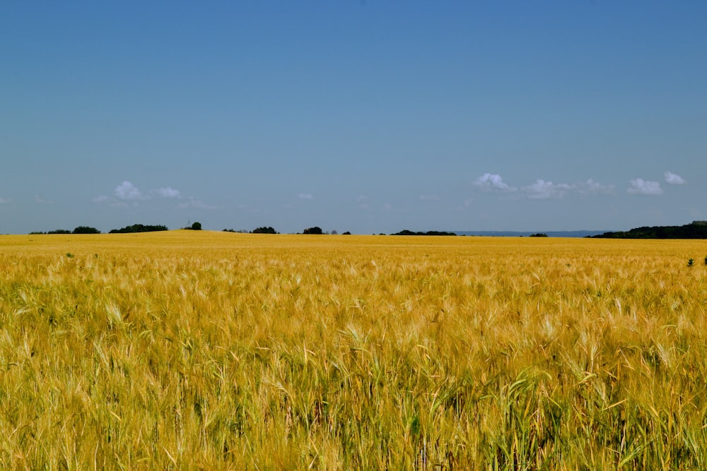 green grass field under blue sky during daytime