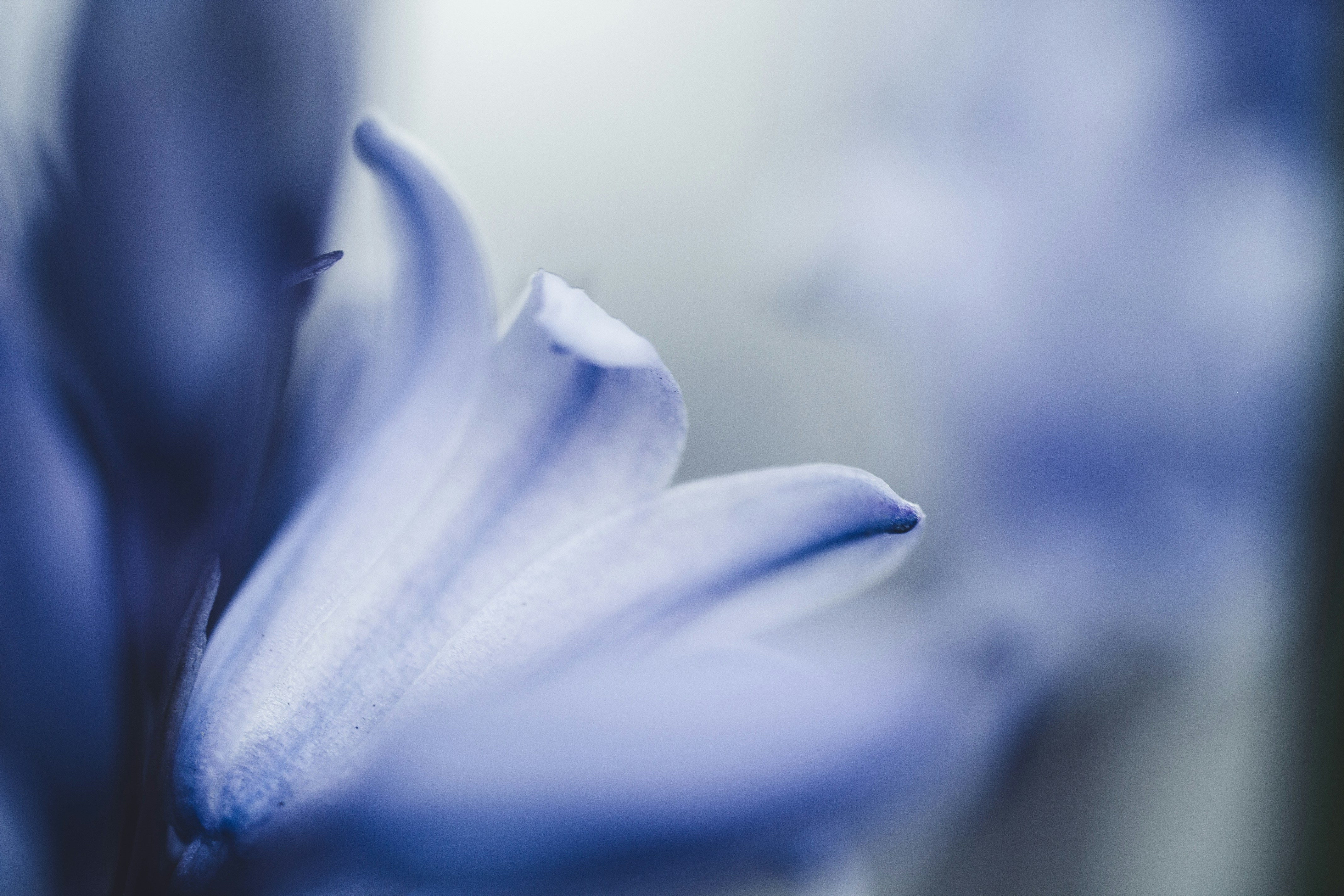 Photo by janes_clutch