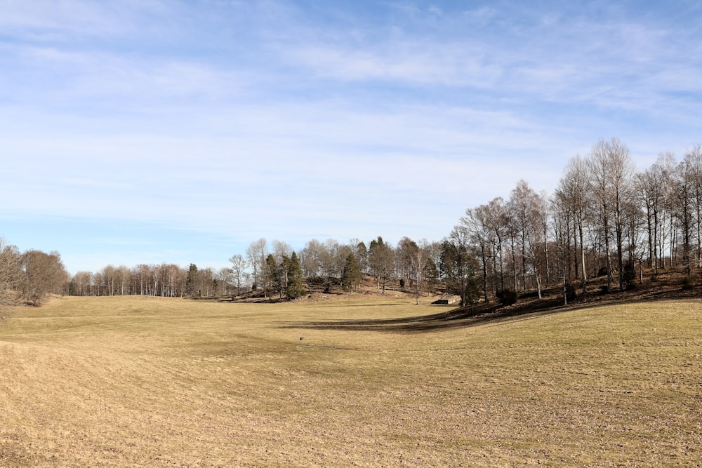 braunes Feld mit Bäumen unter blauem Himmel tagsüber