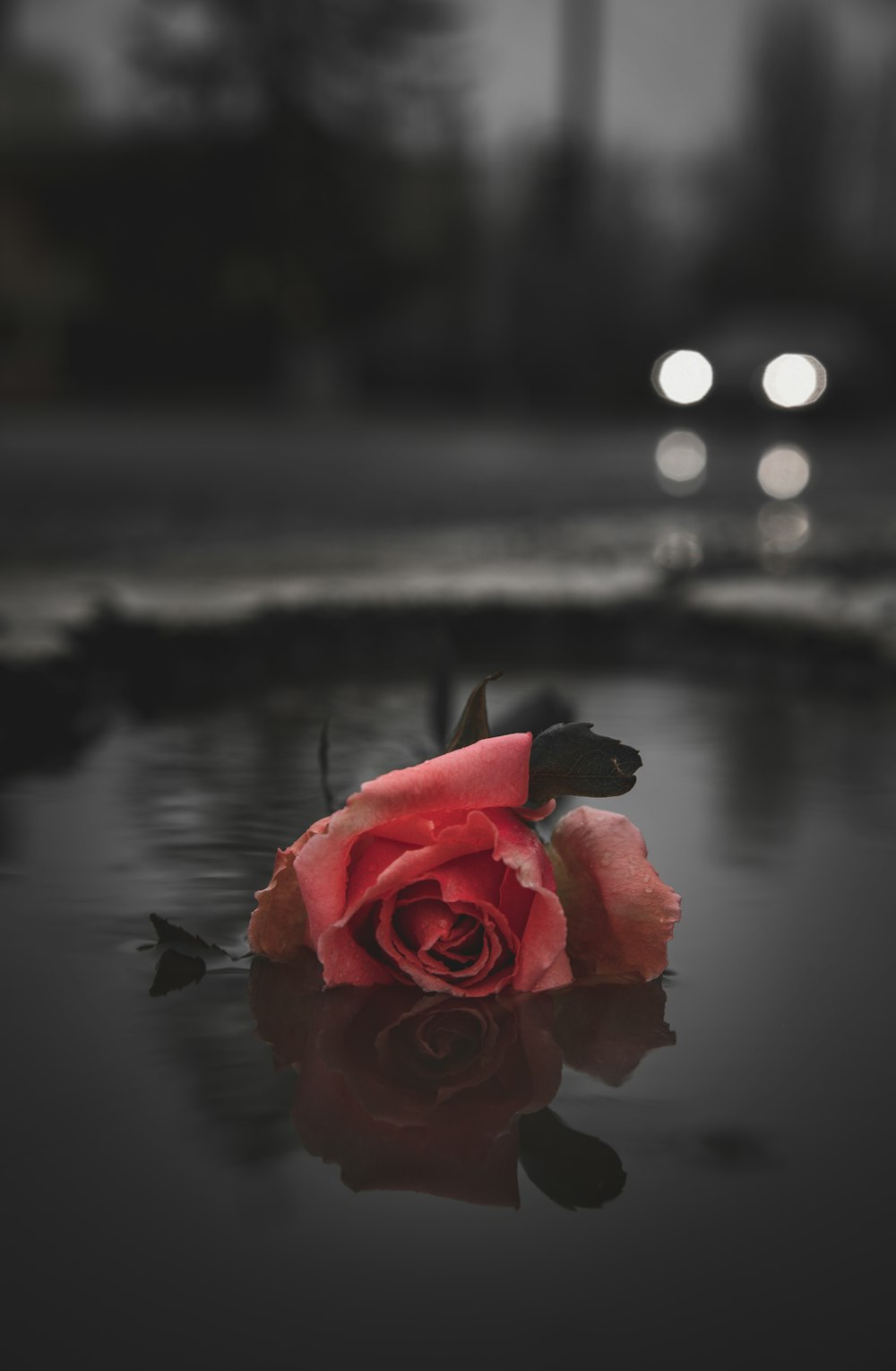 red rose on water during daytime