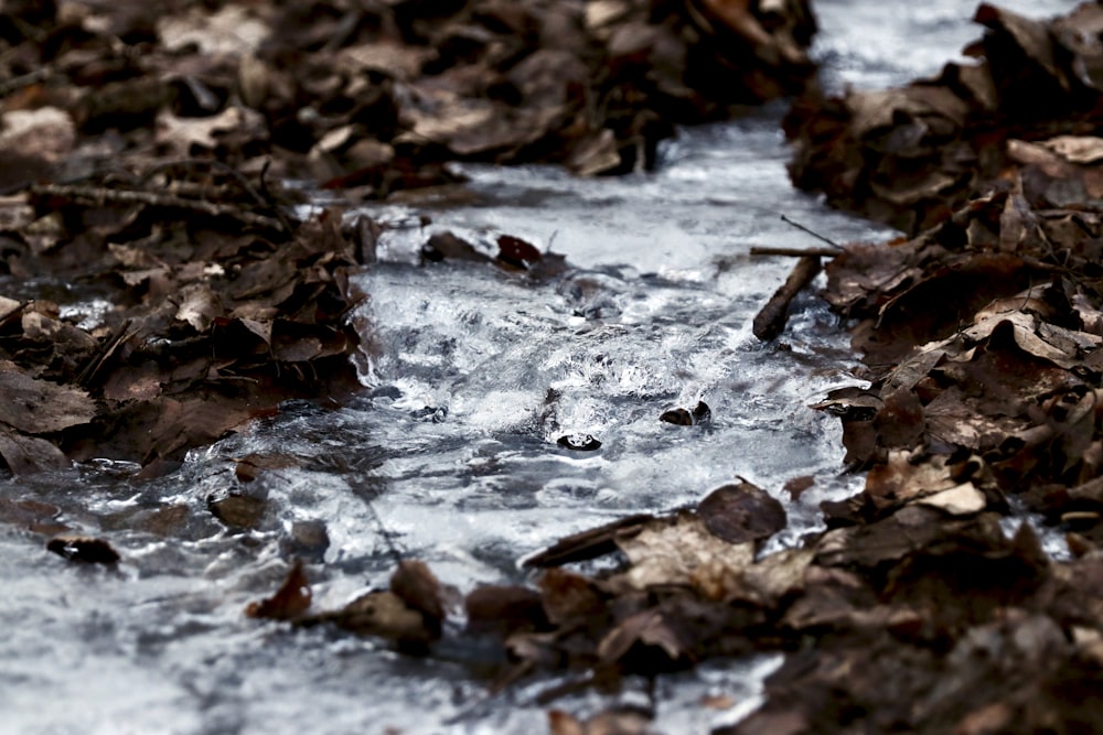 brown dried leaves on ground