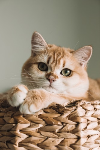 Cat Health