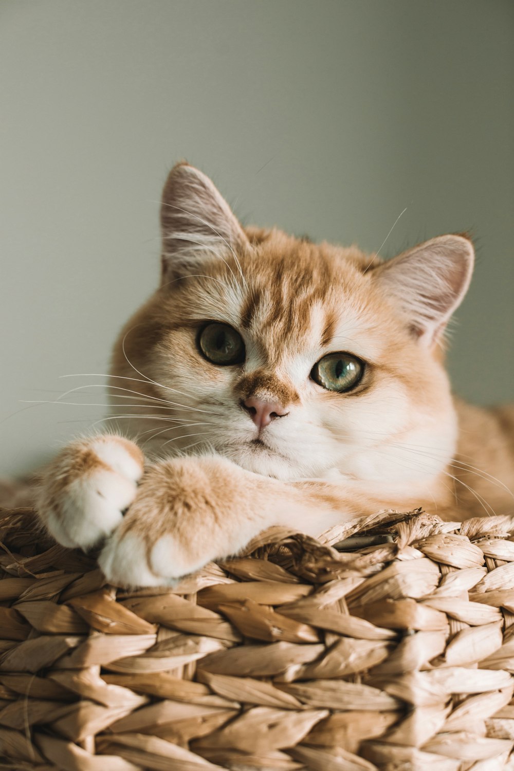 orangefarbene Tabby-Katze auf braun geflochtenem Korb