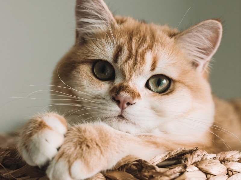 Maine Coon
