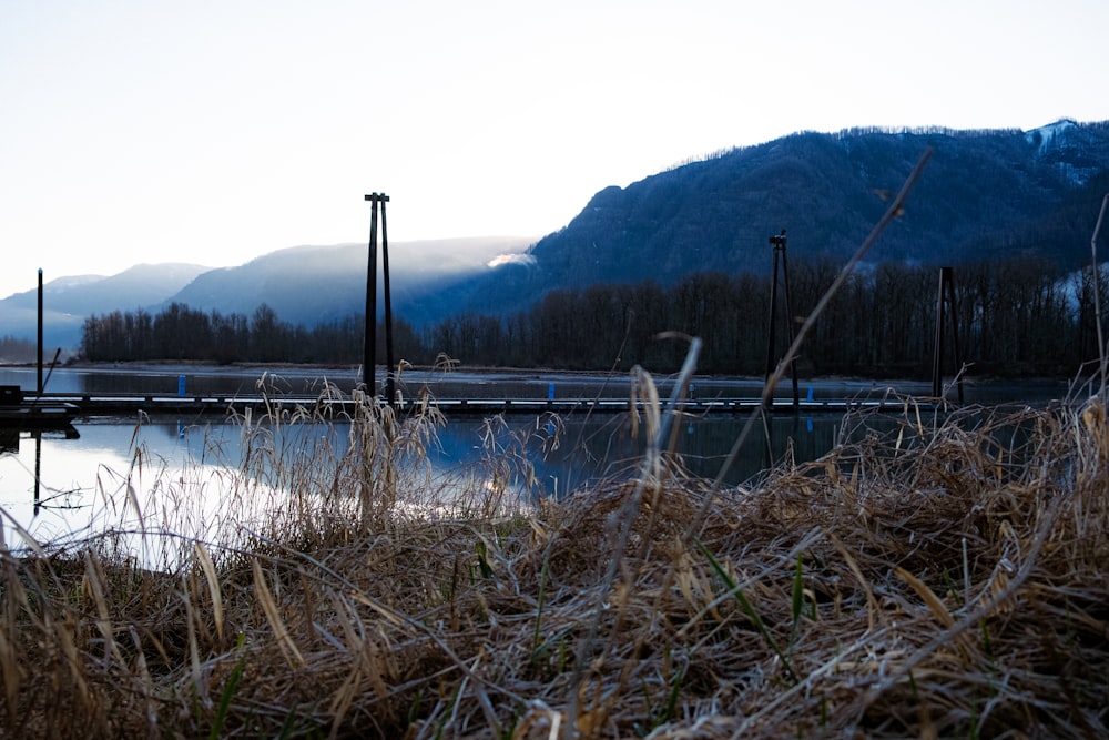 brown grass near body of water during daytime