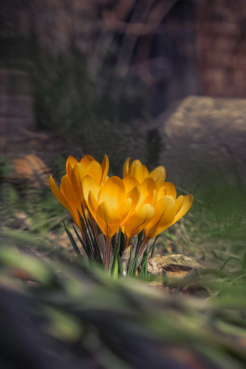 yellow flower on brown rock near body of water