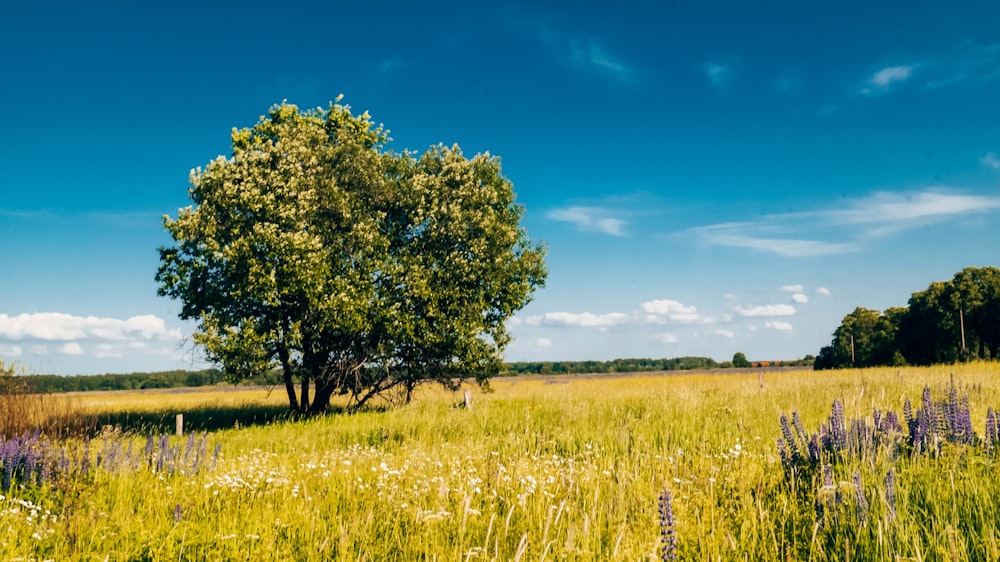 green tree on green grass field during daytime