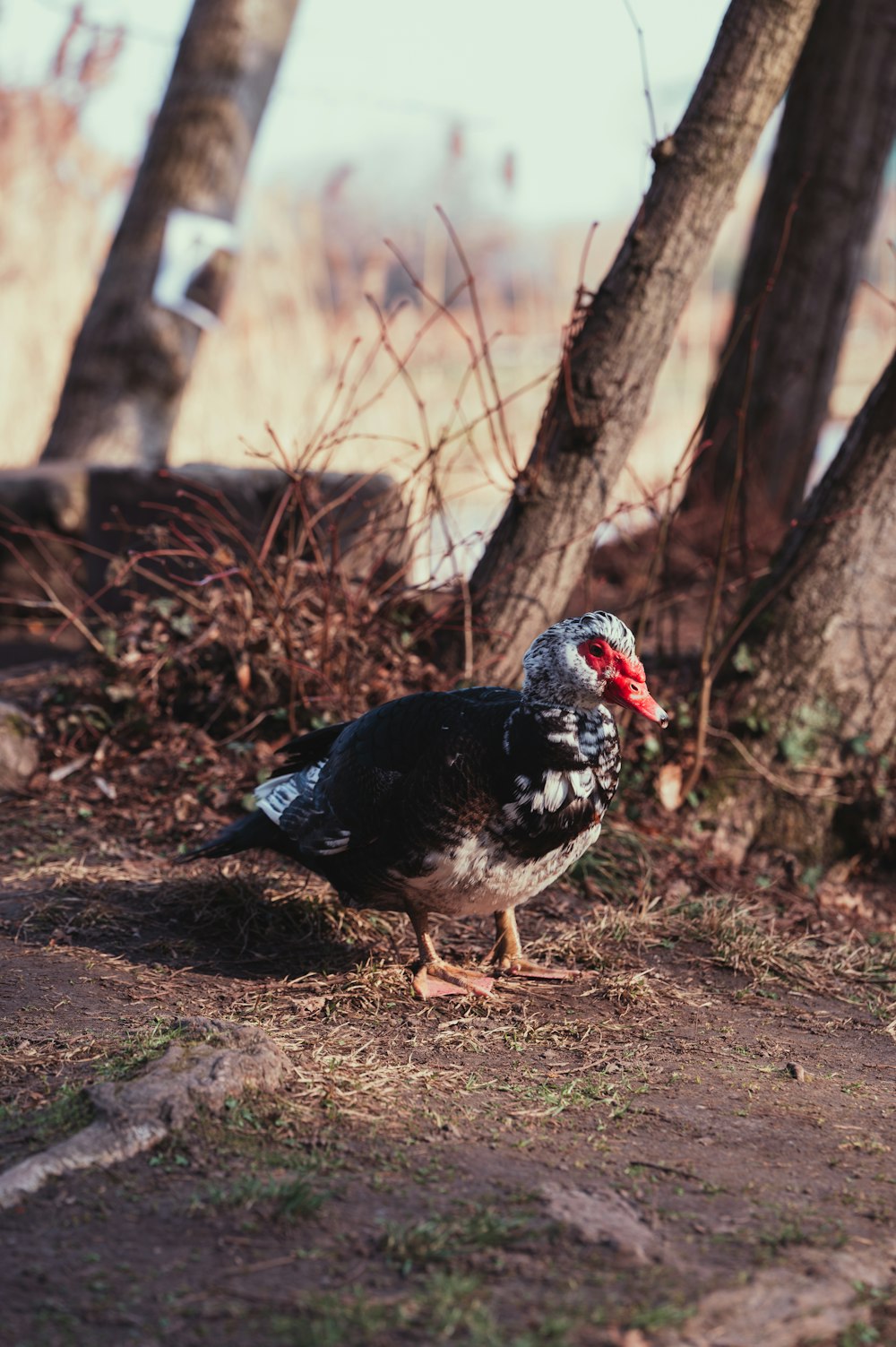 Schwarz-weiße Ente auf braunem Boden