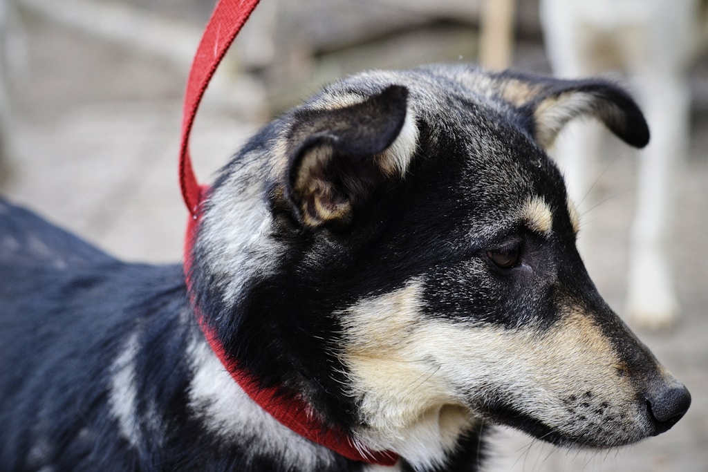 Everyday Leather Collar