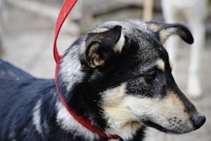 Durable Leather Collar