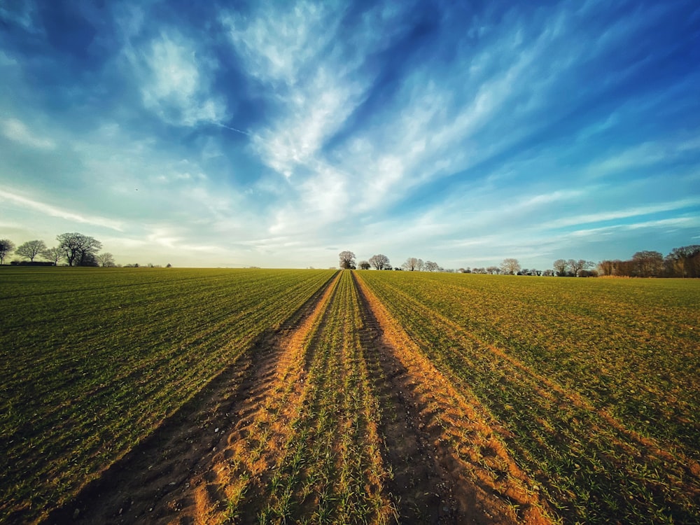 green grass field under blue sky during daytime