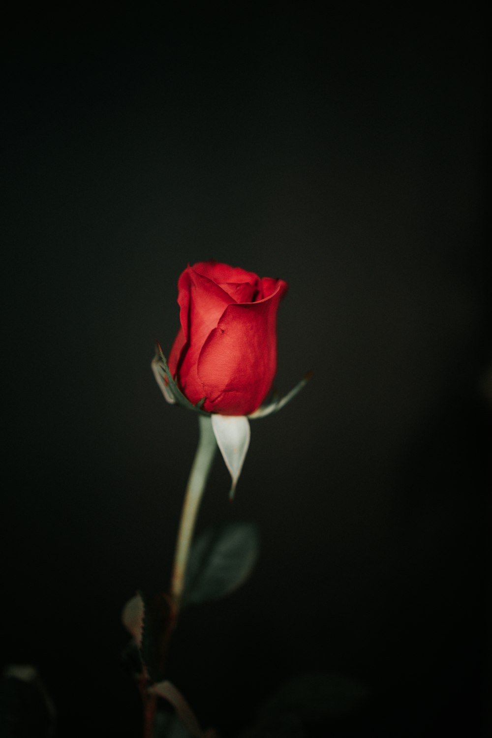 rosa rossa in fiore foto ravvicinata