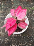 A white pot containing a plant with vibrant pink and green leaves sits on a stone pavement. The leaves are wide, glossy, and have a striking contrast of pink with dark green edges. The background consists of weathered stones with patches of moss and scattered small debris.