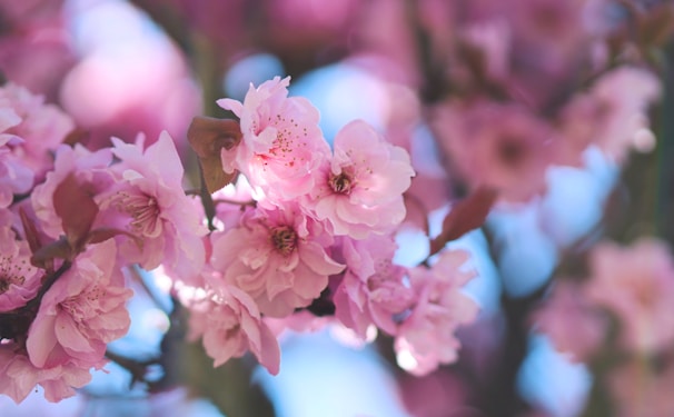 Close-up of beautifully styled eyelashes with a soft cherry blossom background.