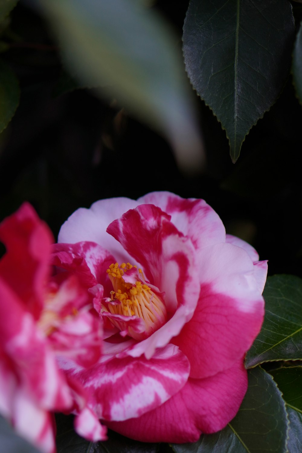 pink rose in bloom during daytime