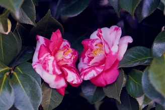 Two vibrant pink and white camellia flowers surrounded by lush green leaves. The petals are delicately layered, and the flowers have visible yellow stamens at their centers. The leaves are glossy and form a dense backdrop.