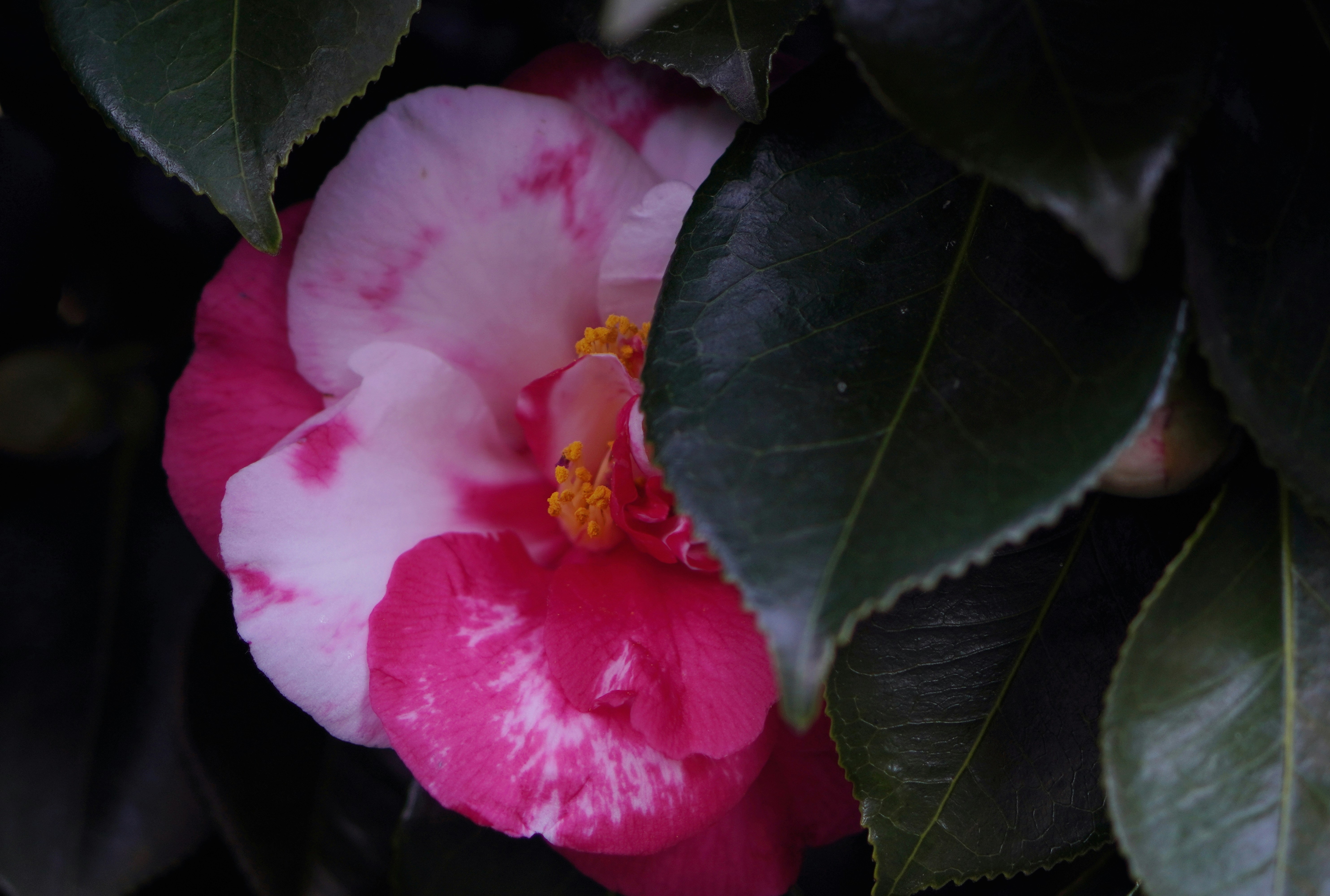 Camelia Thé