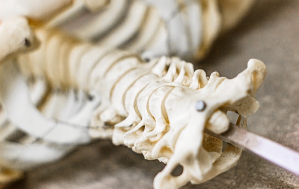 white animal skeleton on black textile