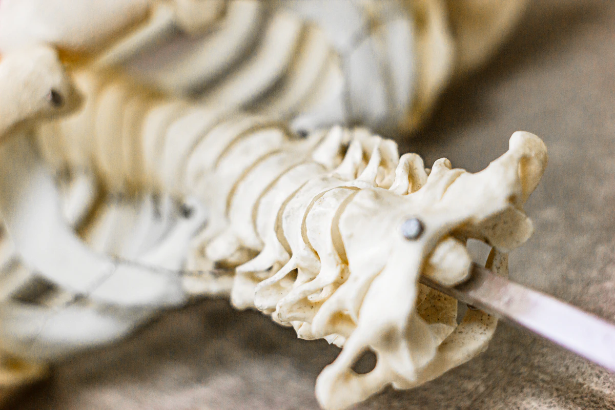 Chiropractors Cut Payment-Chasing Time 74% in 2026