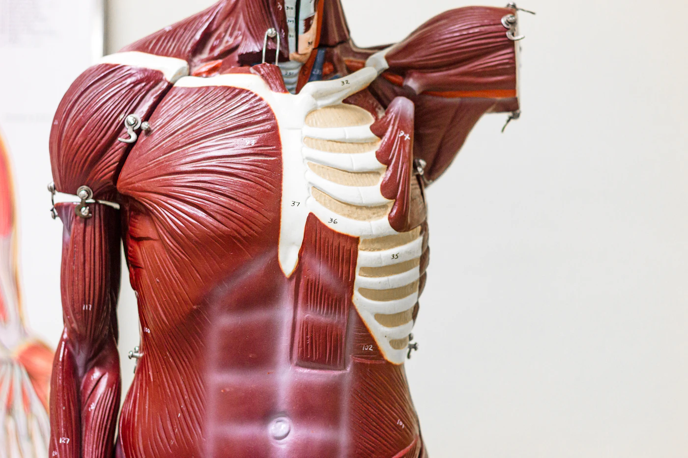 Modello anatomico della muscolatura umana &mdash; il grasso intramuscolare si infiltra tra le fibre