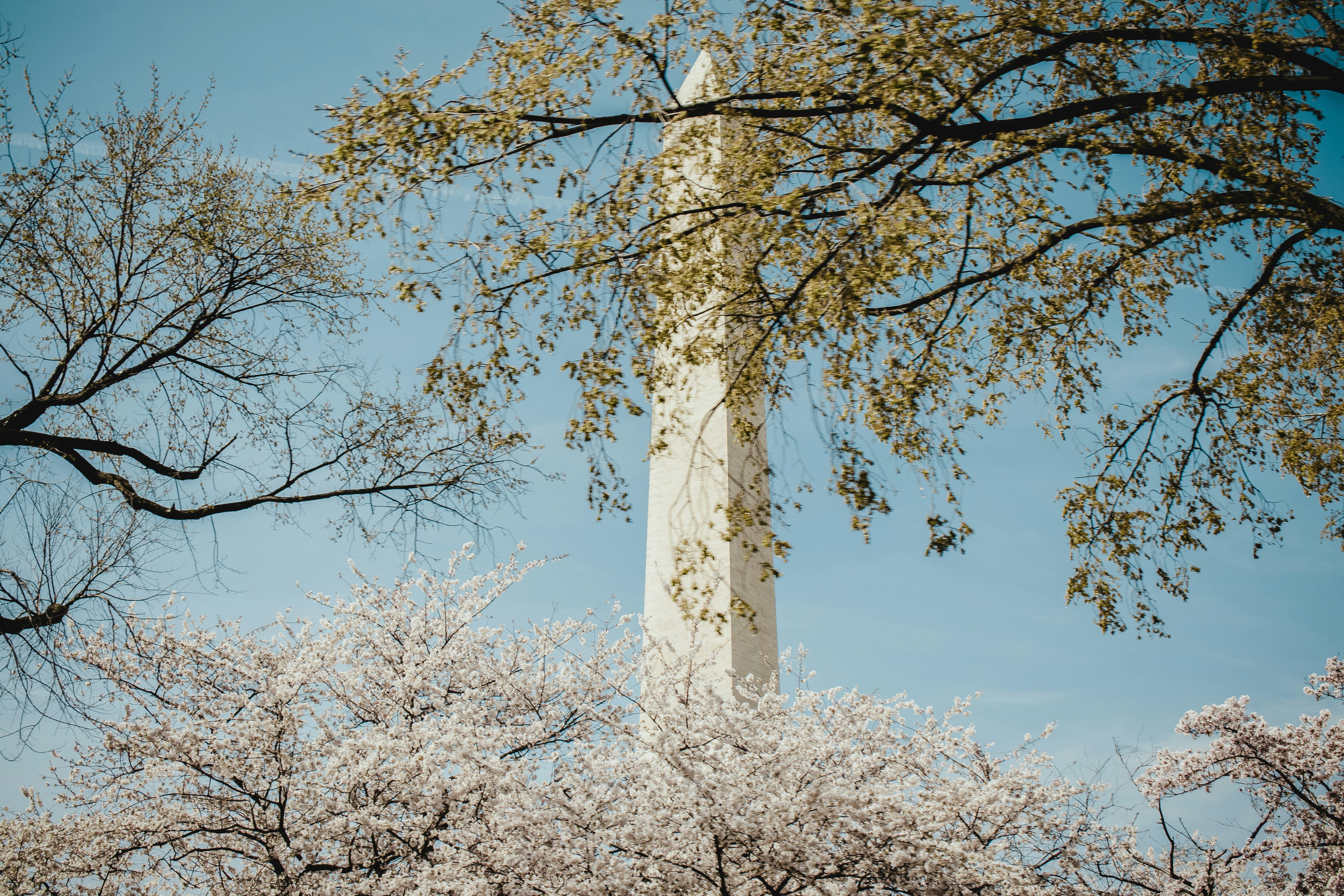 white cherry blossom tree under blue sky during daytime