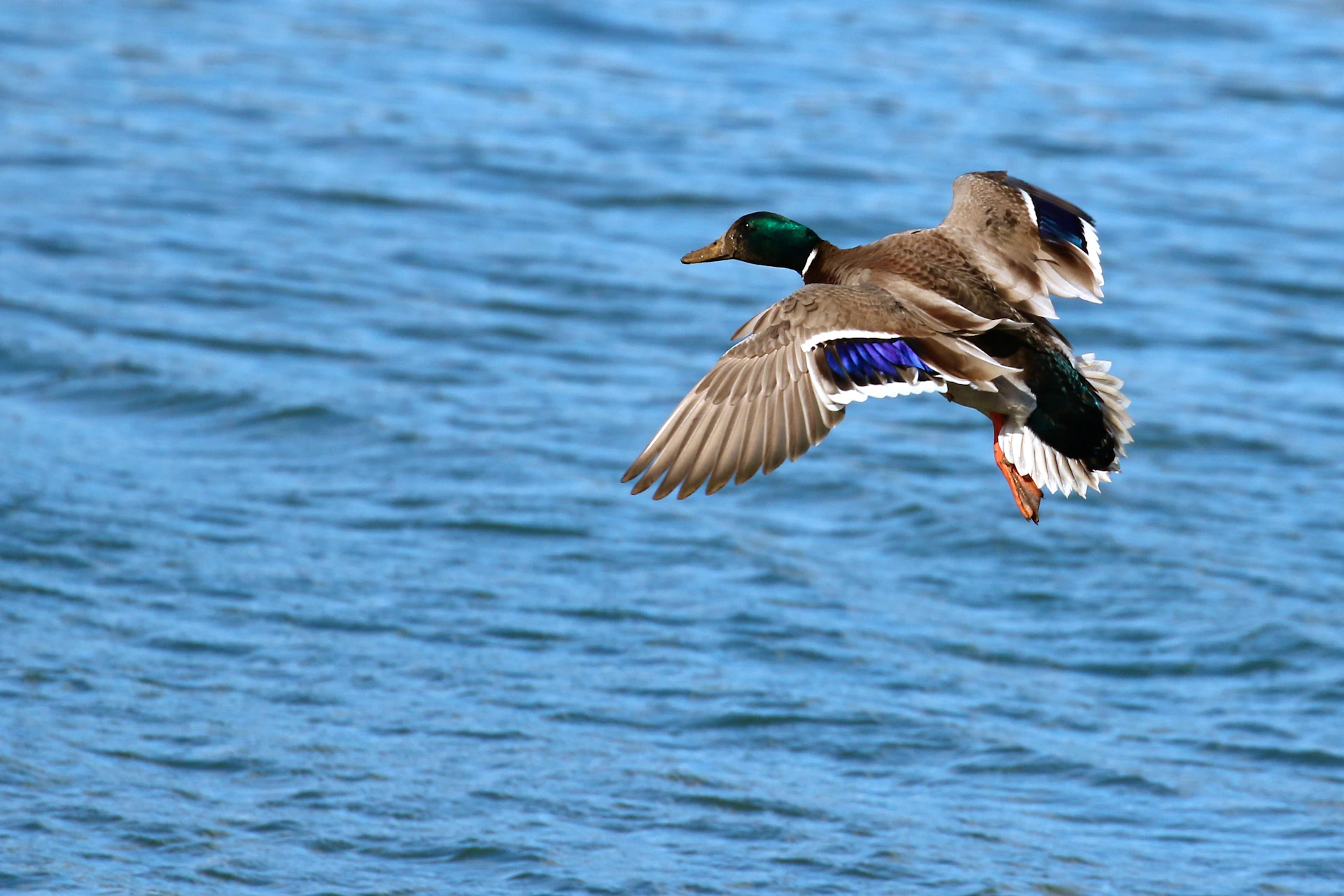 mallard duck flying over the sea during daytime