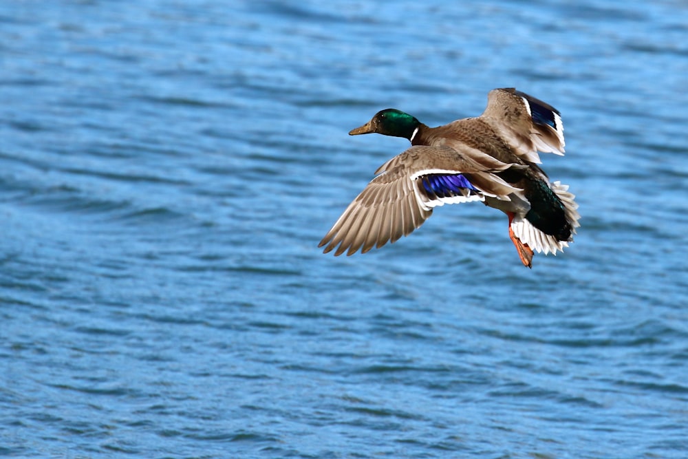 mallard duck flying over the sea during daytime