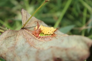 Cheerful Caterpillar