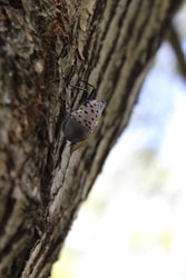 Understanding Pests: Identification and Control