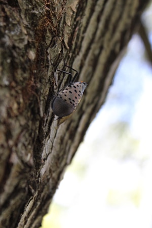 Understanding Pests: Identification and Control