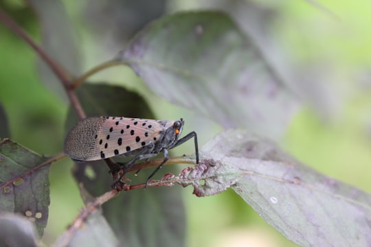 Spotted lanternfly on a leaf