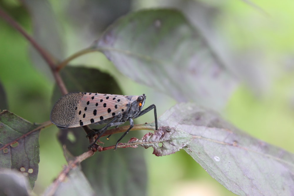 brown and black insect on green leaf