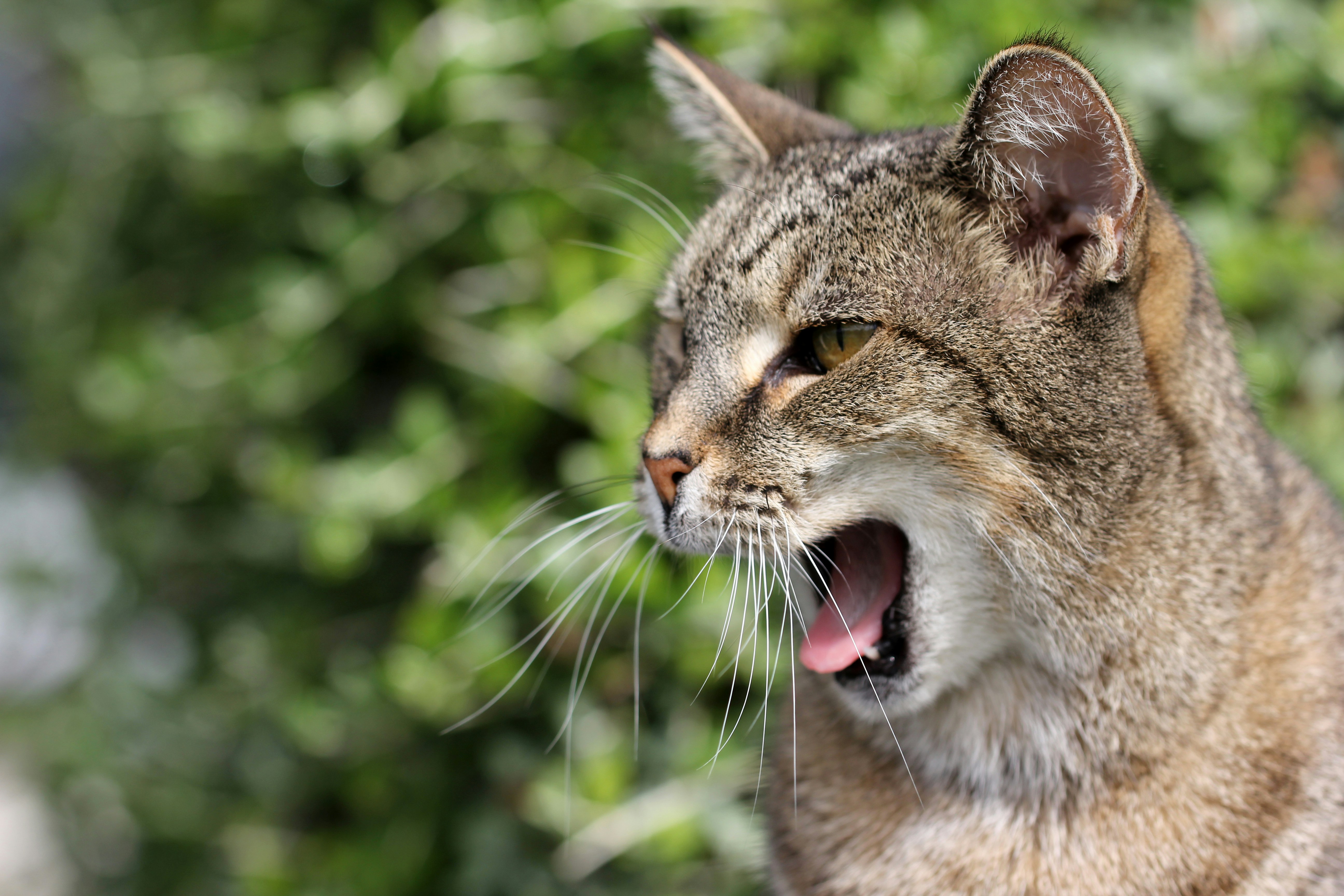 When Cats Get Bored Alone (image credits: unsplash)