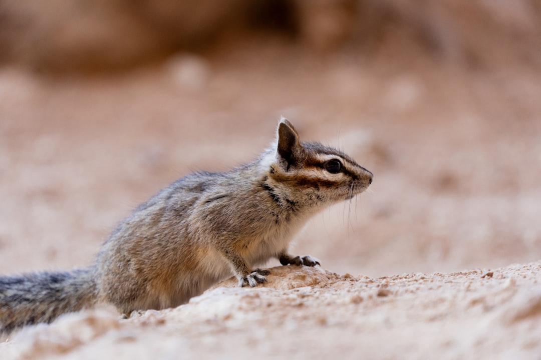 brown and gray squirrel on brown ground during daytime