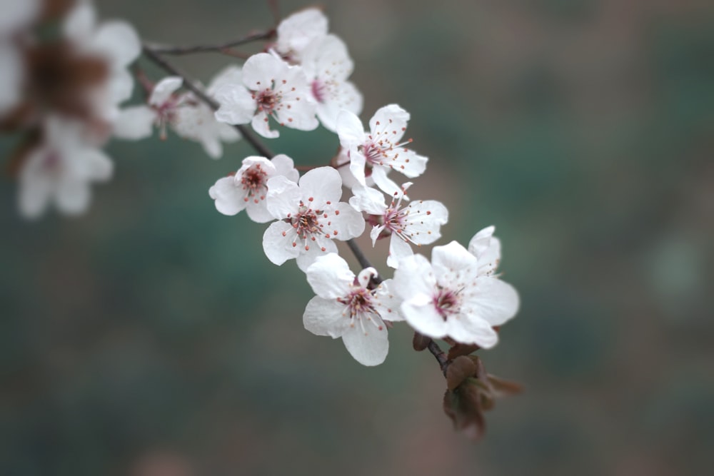 white cherry blossom in close up photography