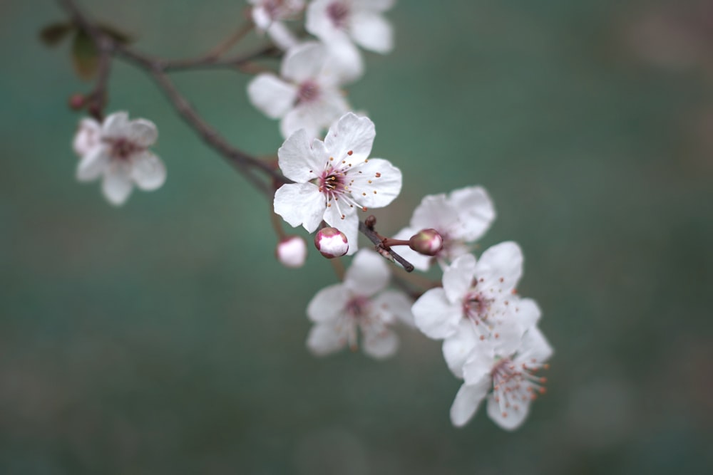 white cherry blossom in close up photography