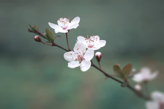 white cherry blossom in bloom during daytime