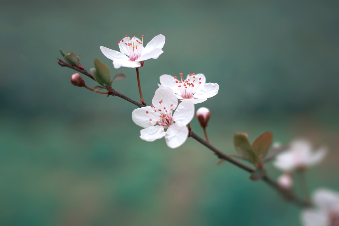 Hanami Festival 2015