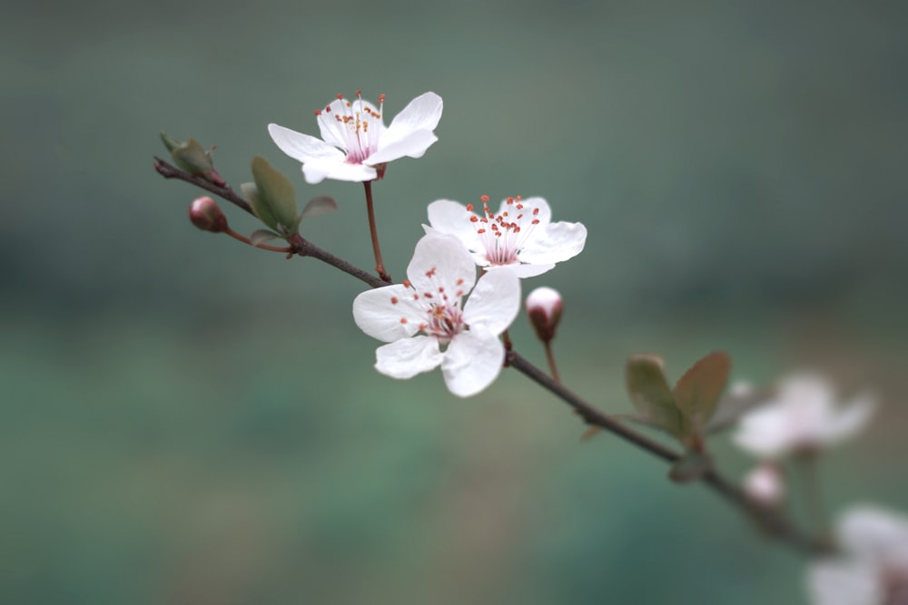 flor de cerejeira branca em flor durante o dia