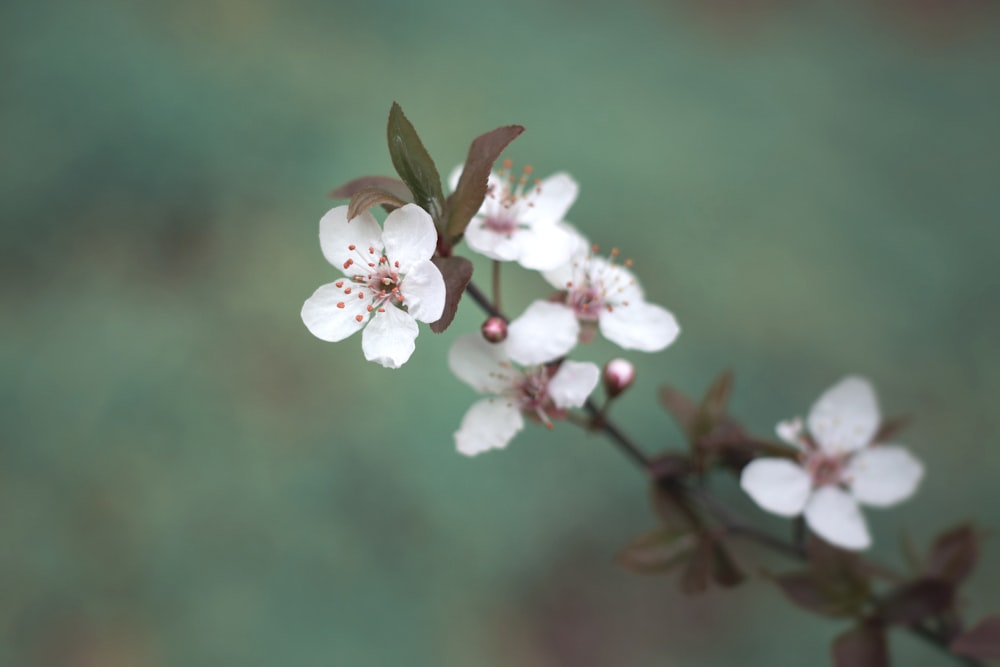 white cherry blossom in bloom during daytime