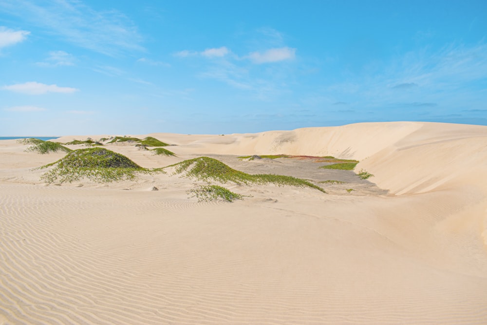 green grass on brown sand under blue sky during daytime