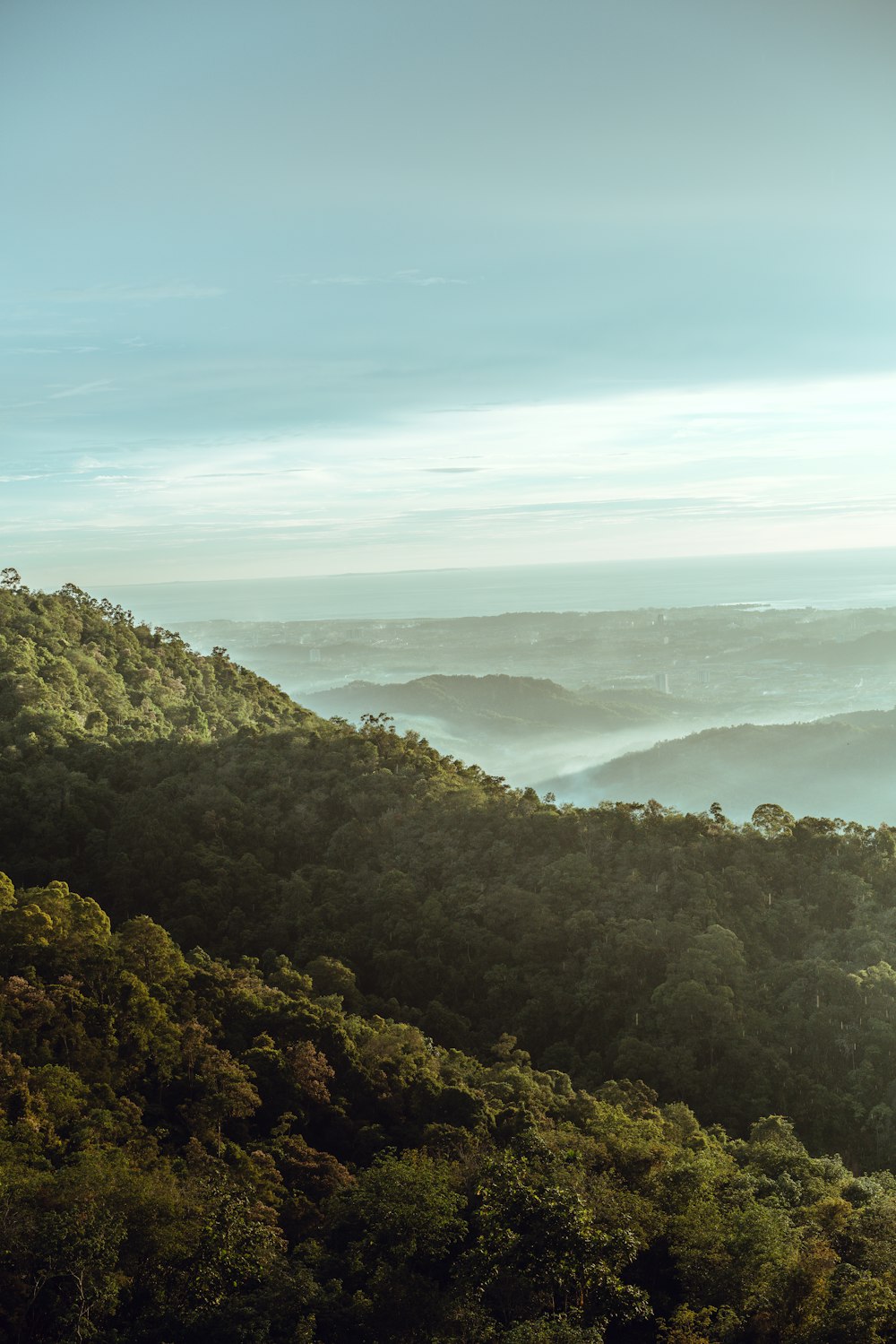 green trees on mountain during daytime