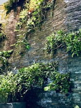A vertical garden covers a stone wall, with green plants cascading over the textured surface. The plants create a vivid contrast against the earthy tones of the stones. The setup suggests a natural and serene atmosphere, merging architectural elements with nature.