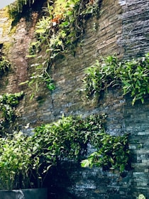 A vertical garden covers a stone wall, with green plants cascading over the textured surface. The plants create a vivid contrast against the earthy tones of the stones. The setup suggests a natural and serene atmosphere, merging architectural elements with nature.