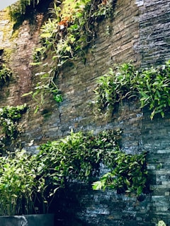 A vertical garden covers a stone wall, with green plants cascading over the textured surface. The plants create a vivid contrast against the earthy tones of the stones. The setup suggests a natural and serene atmosphere, merging architectural elements with nature.