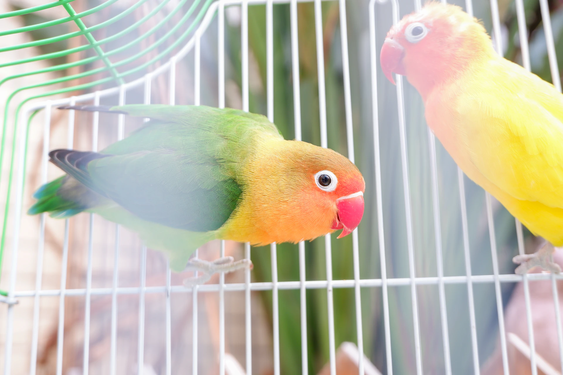 green yellow and white bird in cage