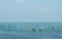 Numerous fishing boats with vibrant green and blue colors are spread across a vast expanse of calm ocean waters, under a clear blue sky.