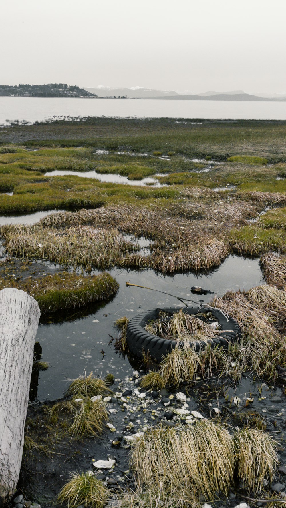 brown and green grass on water