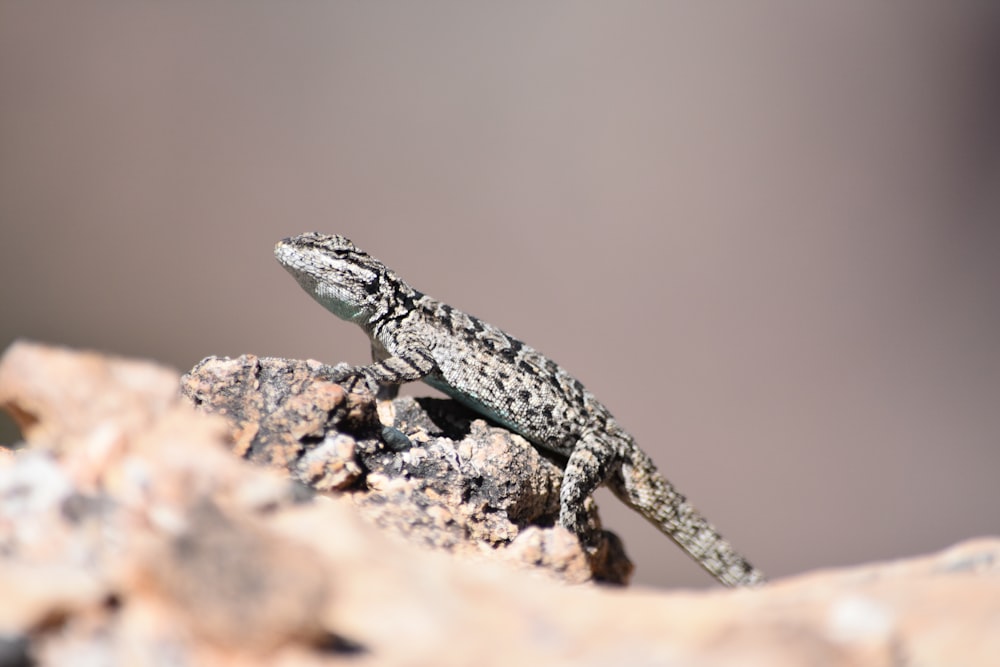 black and white lizard on brown rock