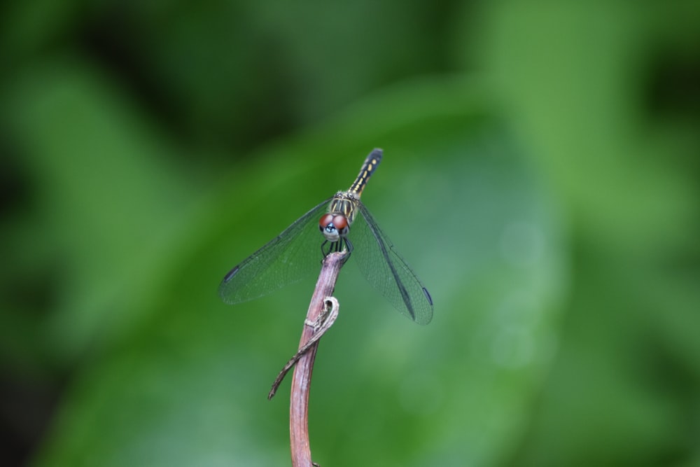 green dragonfly perched on brown stem in tilt shift lens